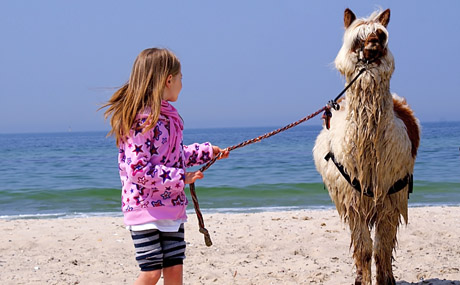 Am Strand steht ein junges Mädchen und hält die Leine eines weißen, flauschigen Alpakas.
